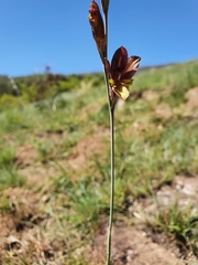 Gladiolus woodii