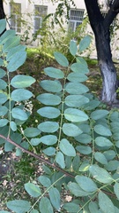 Robinia pseudoacacia
