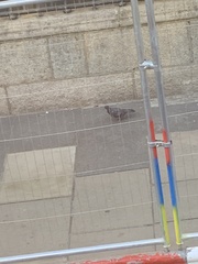 Columba livia