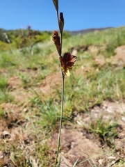 Gladiolus woodii