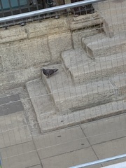 Columba livia