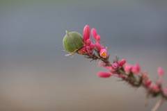 Hesperaloe