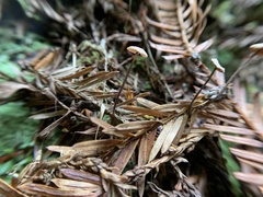 Paragymnopus sequoiae