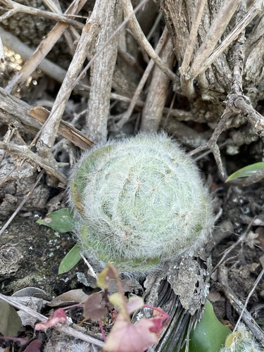 Image of Crassula barbata by (c) Matt Berger, some rights reserved (CC BY)