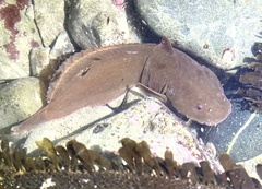 Tidepool Snailfish photo 4