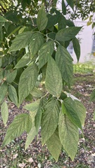 Acer negundo