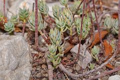 Petrosedum sediforme
