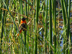 Euplectes franciscanus