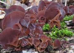 Auricularia auricula-judae