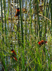 Euplectes franciscanus