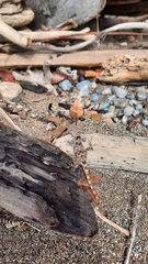 Anolis charlesmyersi