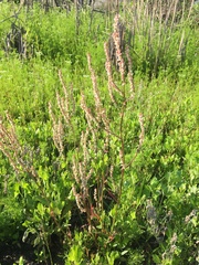 Rumex hastatulus