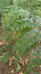 Robinia pseudoacacia