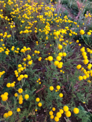 Oncosiphon pilulifer