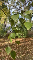 Betula pendula
