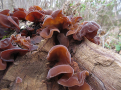 Auricularia auricula-judae