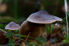 Cortinarius hemitrichus