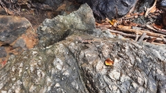 Anolis charlesmyersi