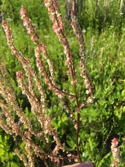 Rumex hastatulus