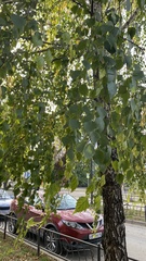 Betula pendula