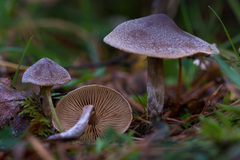 Cortinarius hemitrichus