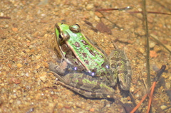 Lithobates spectabilis