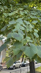 Tilia cordata