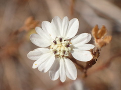 Hemizonia congesta