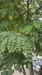 Robinia pseudoacacia