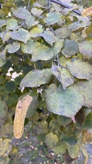 Tilia cordata