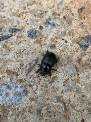 Euetheola