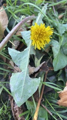 Taraxacum officinale