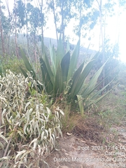 Furcraea andina