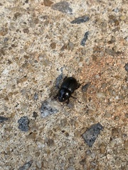Euetheola