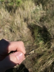 Dichromorpha elegans