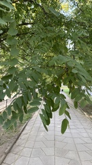Robinia pseudoacacia