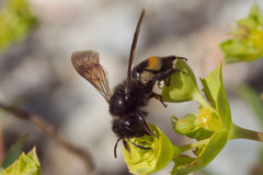 Andrena pilipes