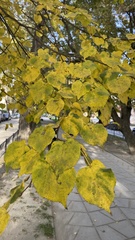Tilia cordata