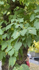 Acer negundo