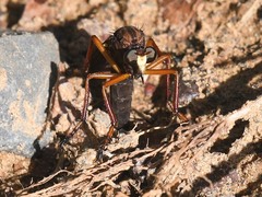 Diogmites platypterus