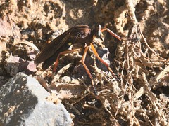 Diogmites platypterus