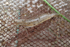 Macrobrachium nipponense