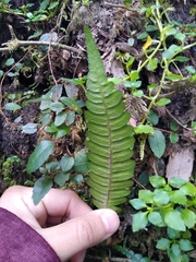 Blechnum mochaenum