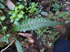 Blechnum mochaenum