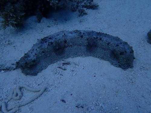 Thelenota anax