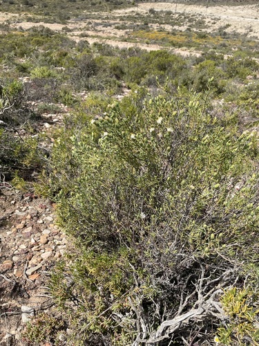 Image of Pteronia succulenta by (c) Matt Berger, some rights reserved (CC BY)