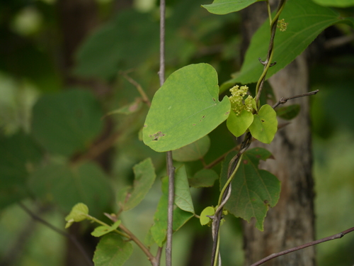 Velvetleaf (Cissampelos pareira)