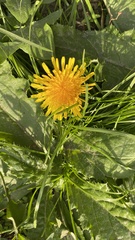 Taraxacum officinale
