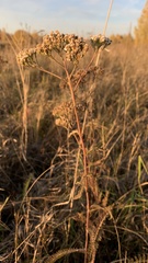 Achillea nobilis