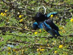 Lamprotornis chalybaeus